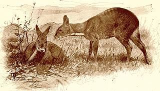 Musk-Goat - Moschus moschiferus - кабарга